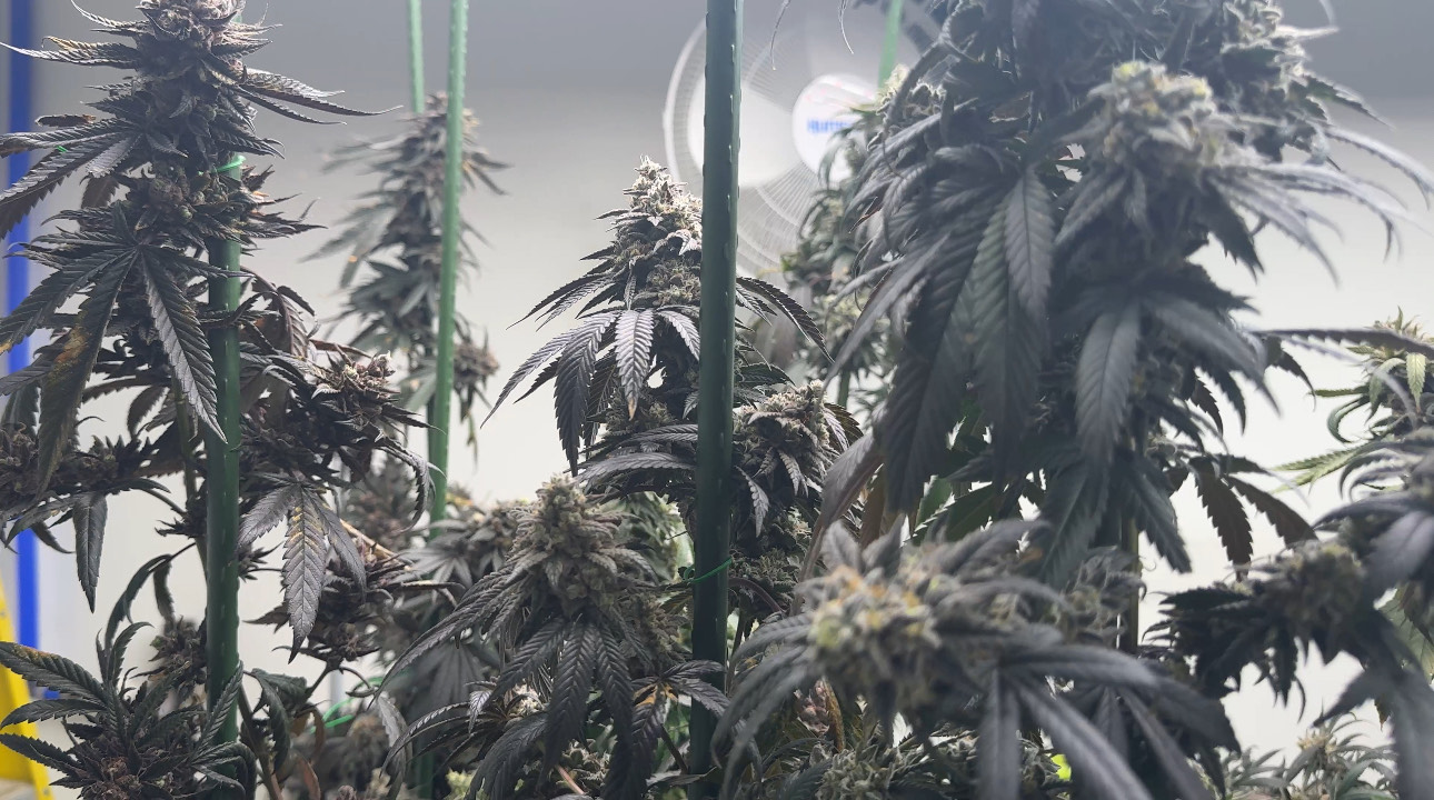 Cannabis Plant Slideshow 4