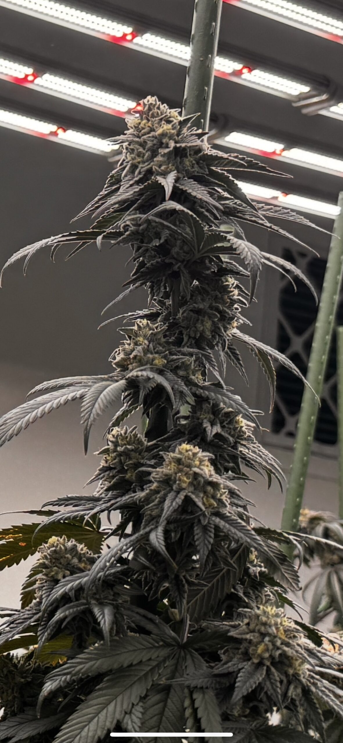 Cannabis Plant Slideshow Image 1 (1)
