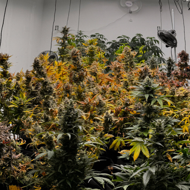 Cannabis Plants Slideshow Image 3